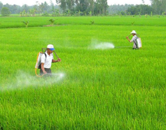 Vì Sao Ngành Thuốc BVTV Sử Dụng Bao Bì Dạng Chai Nhựa Là Chính